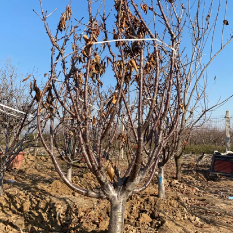 精品花卉 黑珍珠布鲁克斯黄蜜 盆栽地栽庭院花园植物