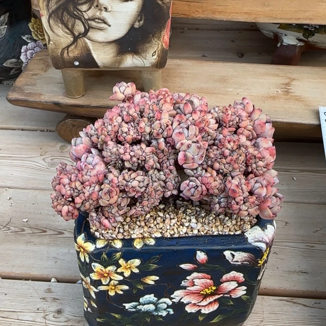 蒲***青青青橙子缀化发货多肉