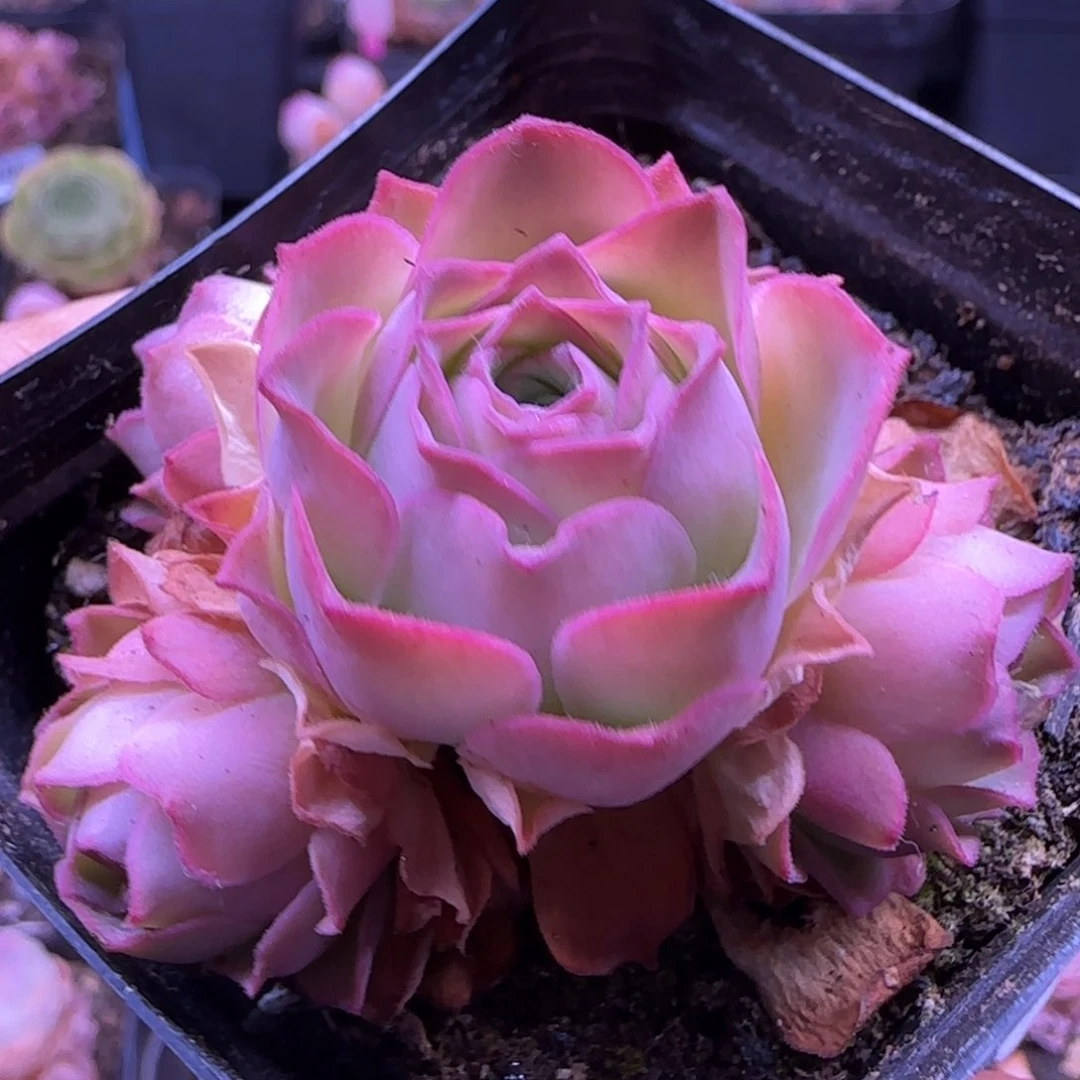 甜言玫瑰七方杯优选787