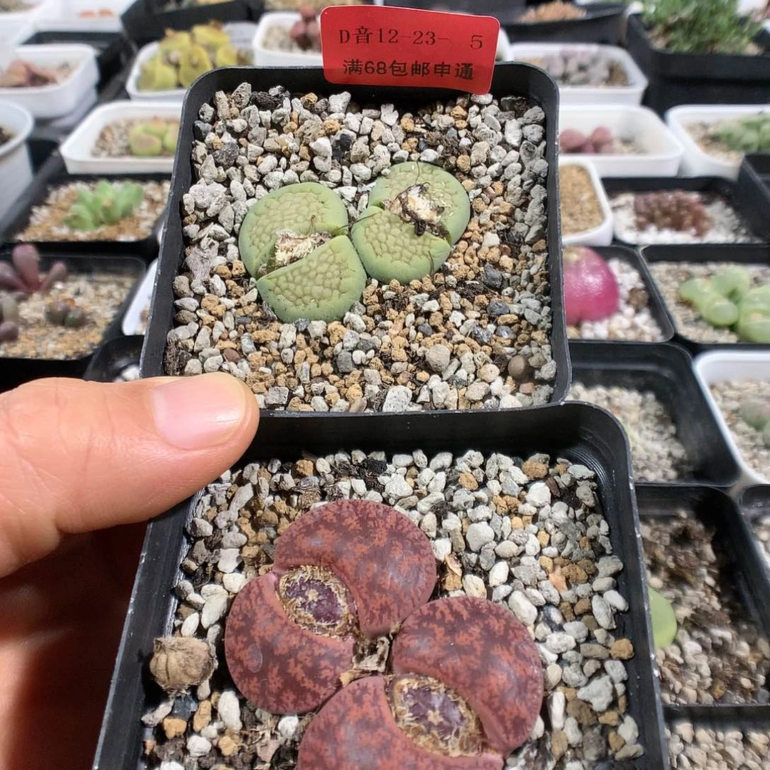 12-23-5     生石花组合2盆