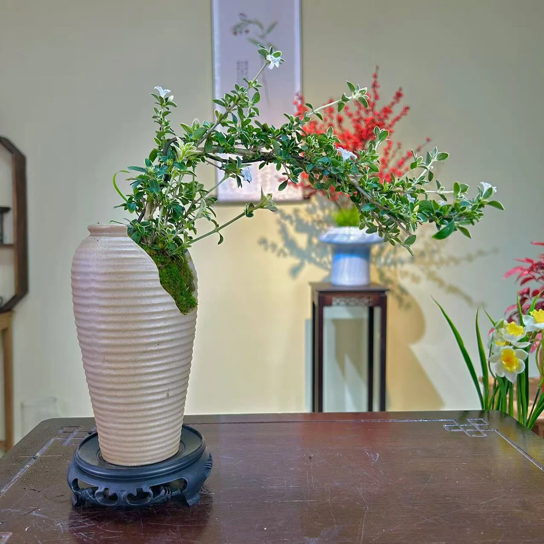 |飘枝六月雪盆栽室内阳台办公室桌面微型花卉好养易活绿植