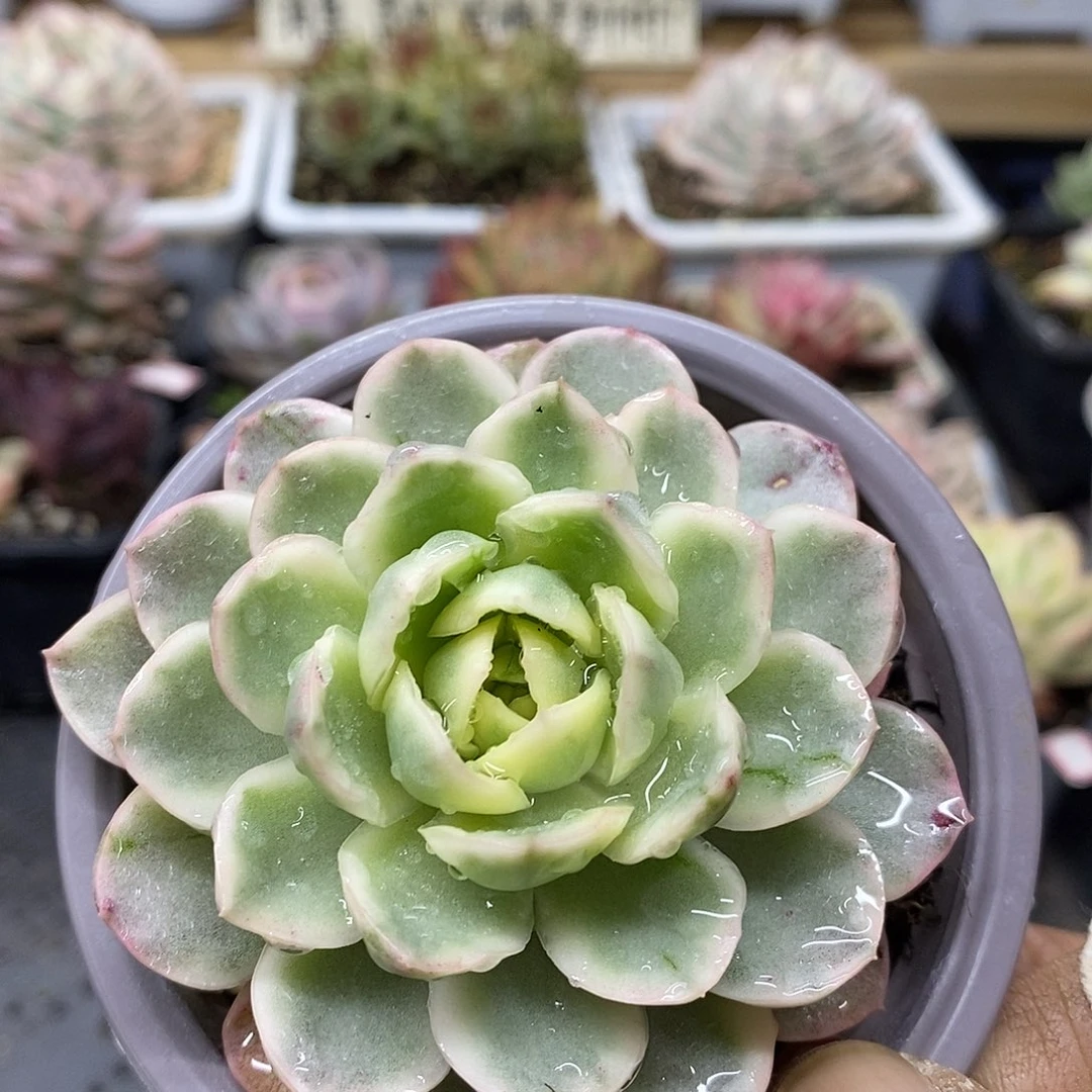 17155 东云黄玫瑰覆轮锦 需延时发货