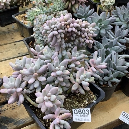 汤圆缀化603 全场默认微瑕7-8天发货