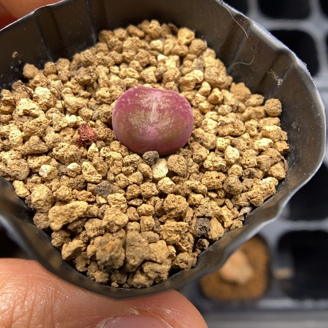 多肉植物肉锥杂交K-786 墨杂