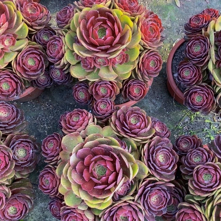 桃花石一颗多肉植物