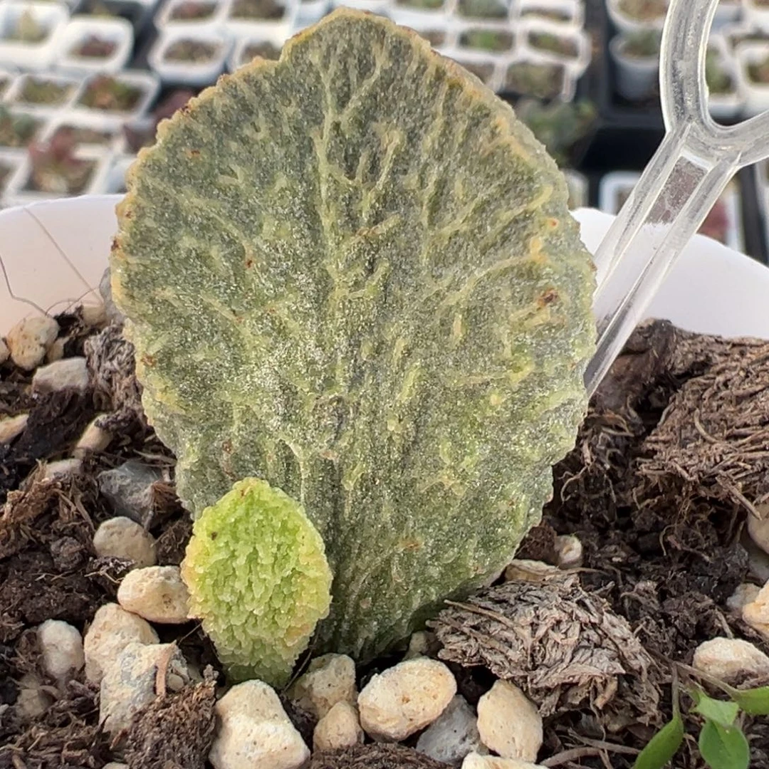 实生新品大苗多肉植物水泡