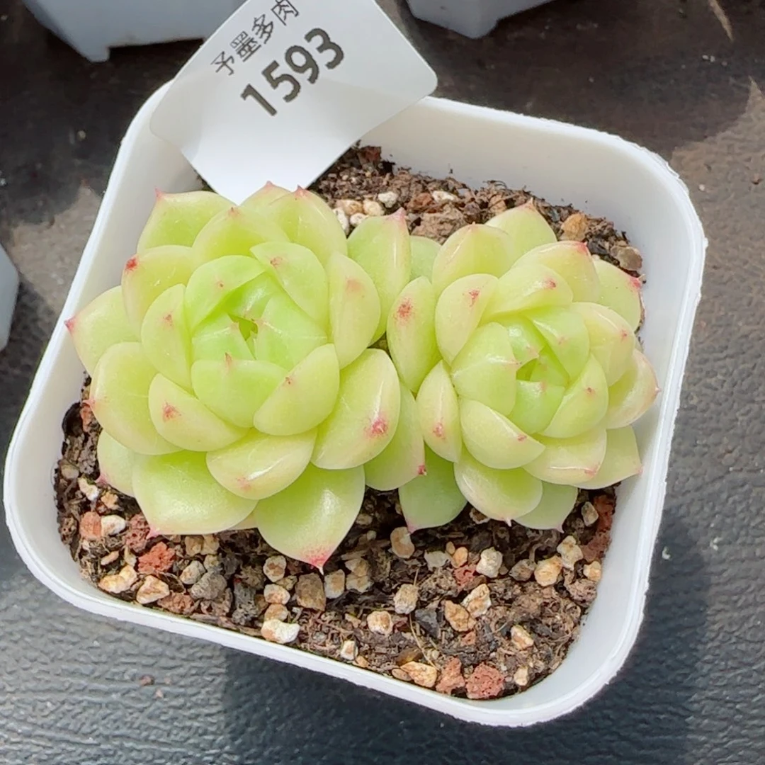 冰云，1593多肉植物