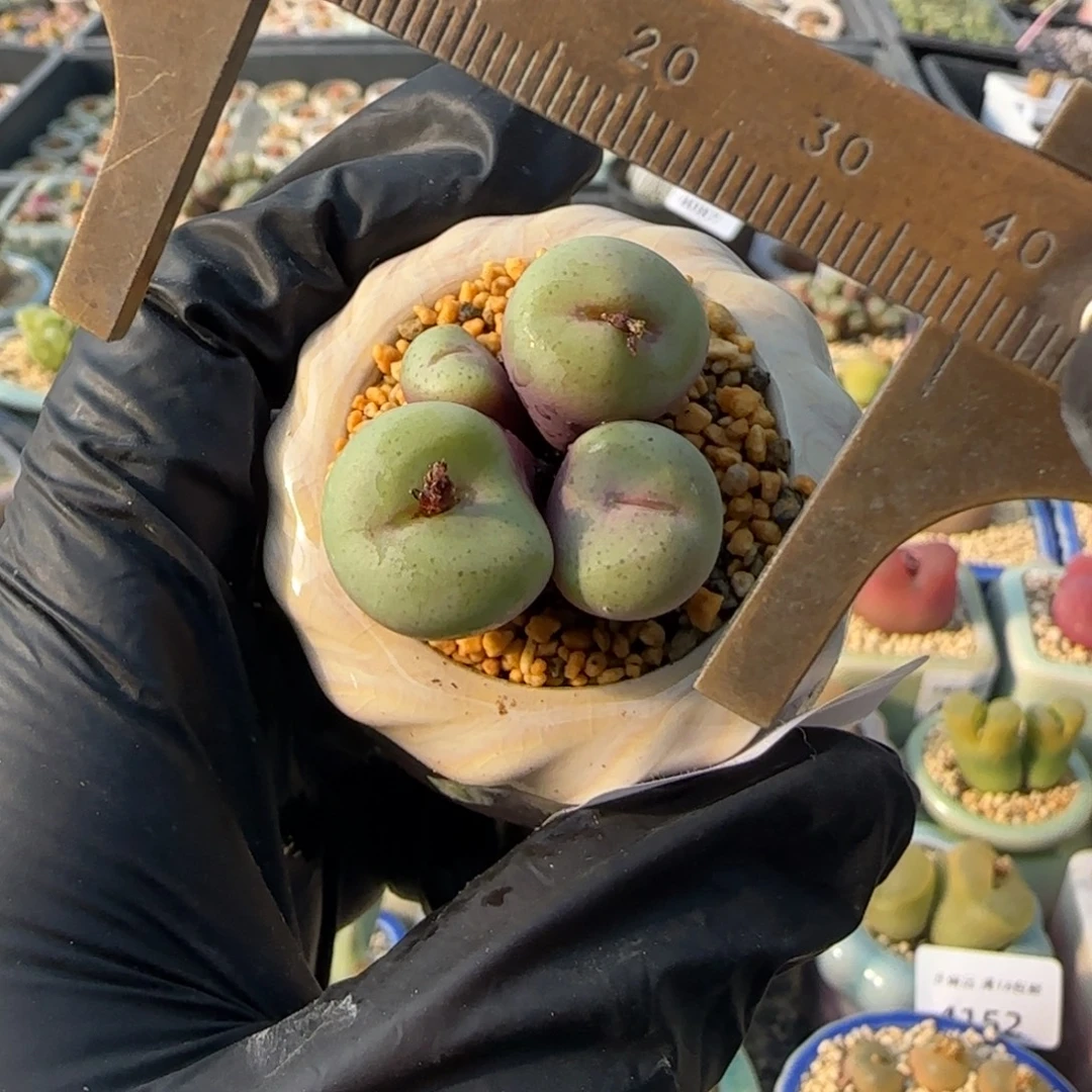 4284--一物一拍 带盆