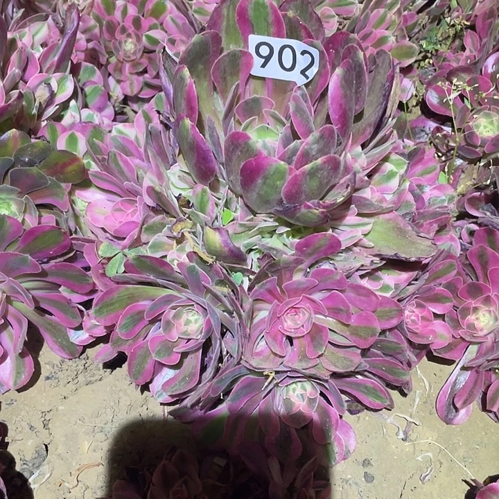 多肉植物法师902女巫