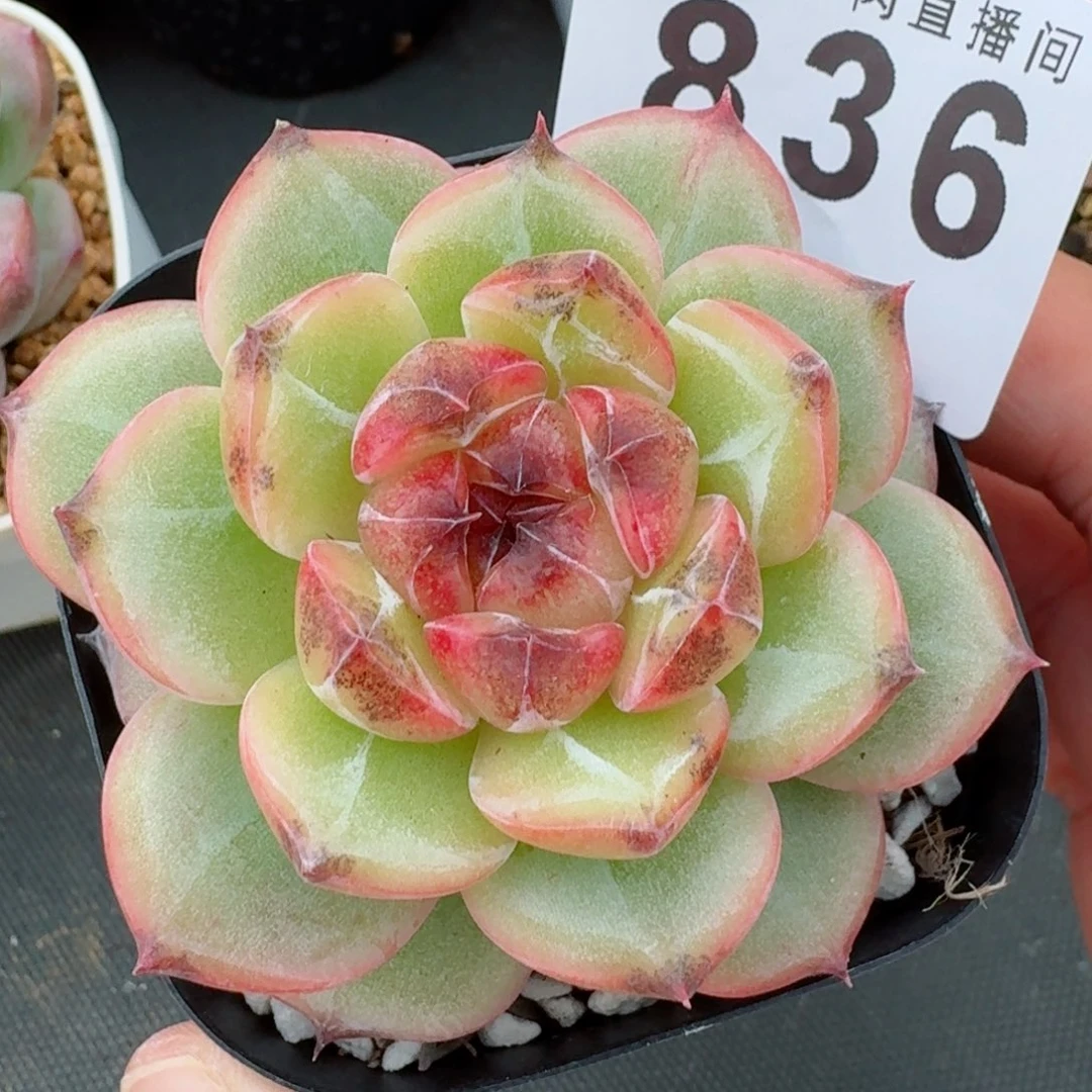 孤品捡漏          开播福利