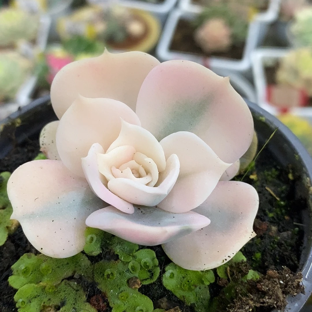 121双子座high哈哈