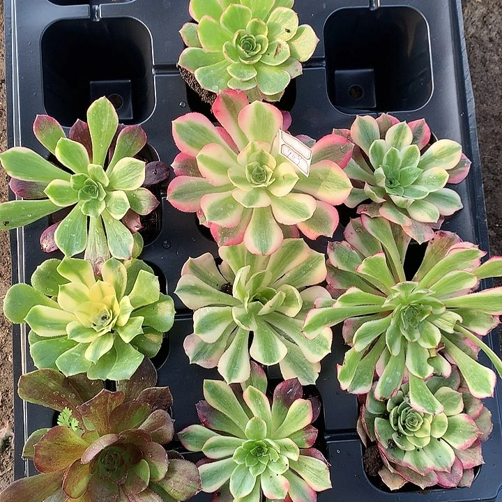 909十棵多肉植物