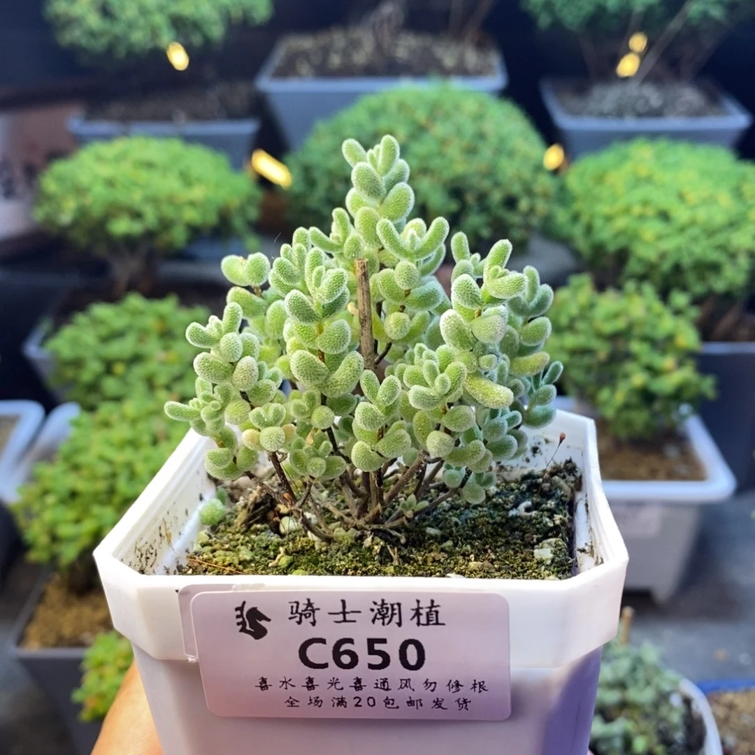 家***九650实生精控优选冰晶多肉
