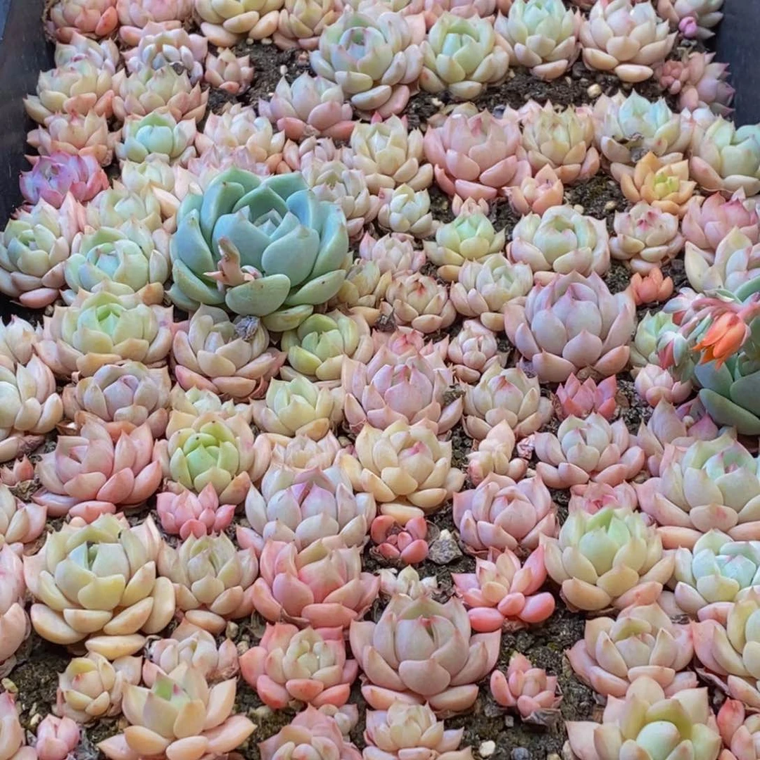 478多肉植物百科名片作译者