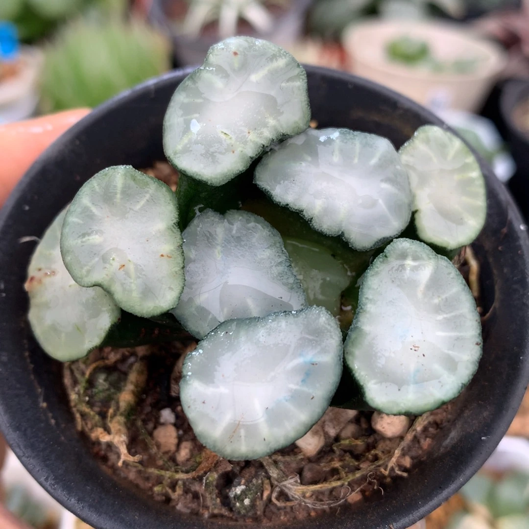 白瓷万象，带盆一起