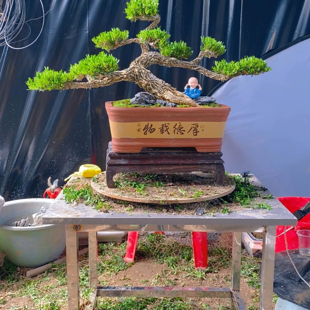 广东雀舌黄杨盆景小叶软枝