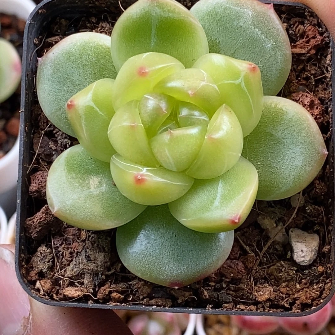 天官赐福百无禁忌
