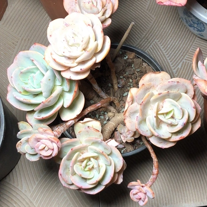 小**G106///////////////