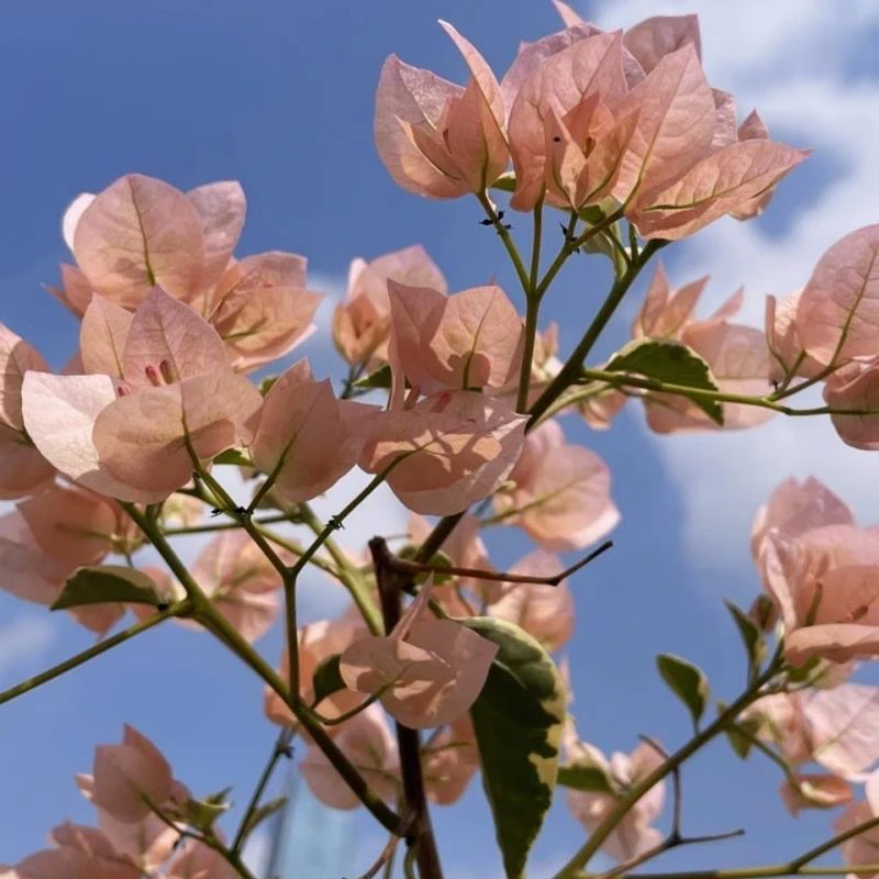 少女心 三角梅大苗好养易开花花卉基地  【不带花发货】