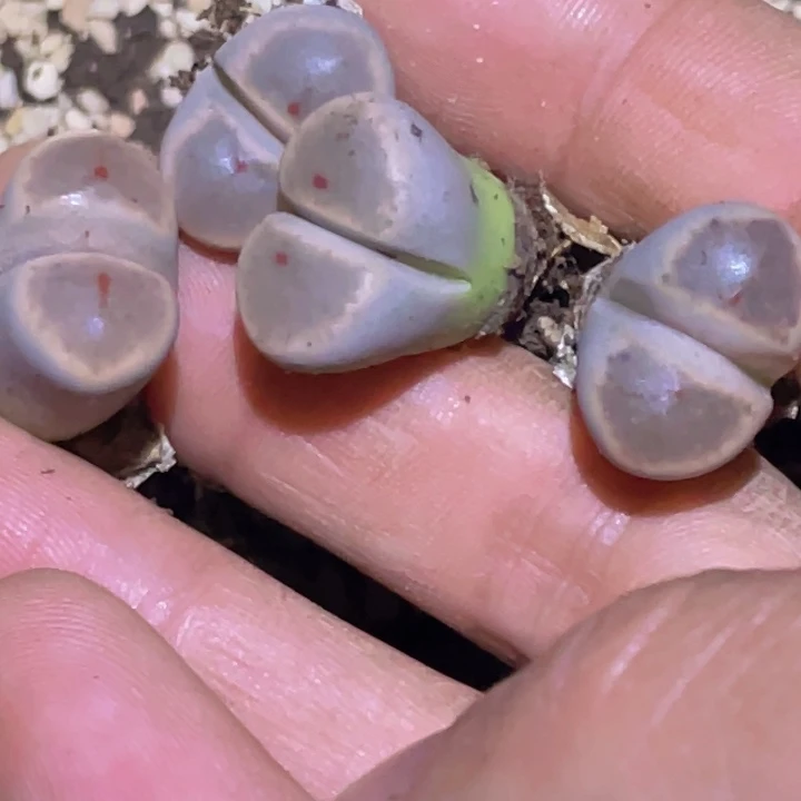 1255555555555555555552