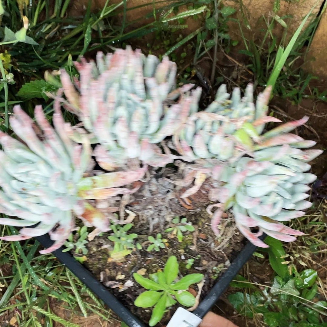海瑟老桩多头群生