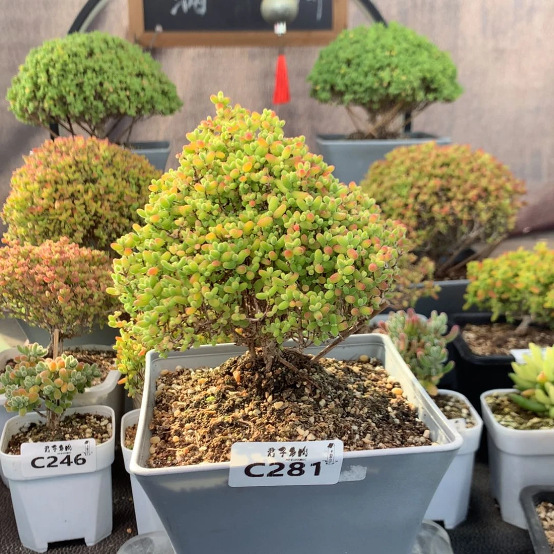 281蜜橘糖球