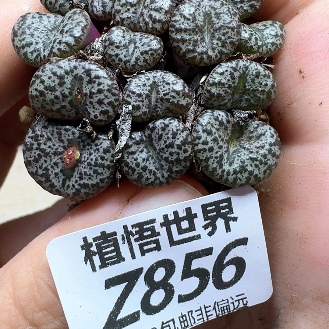 多肉植物的人生ghjj