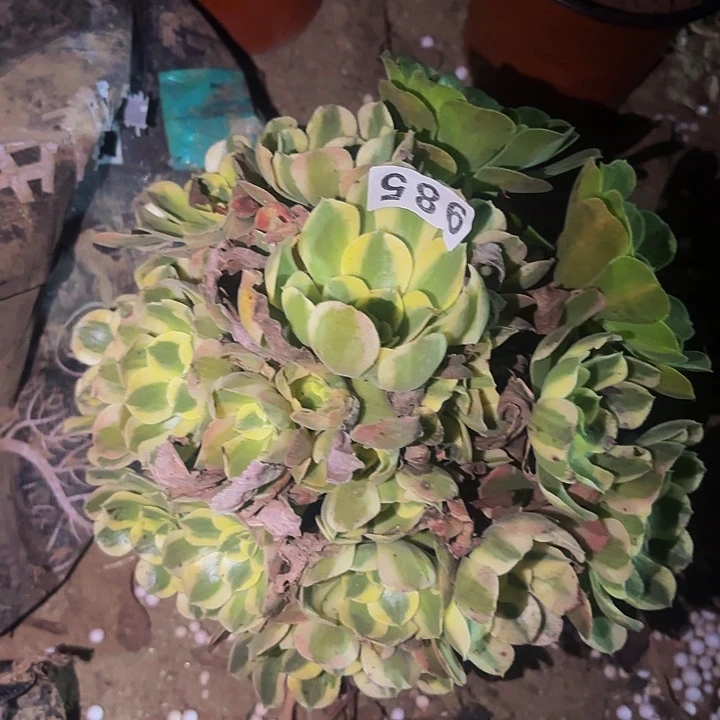 985妖月多肉植物不售后