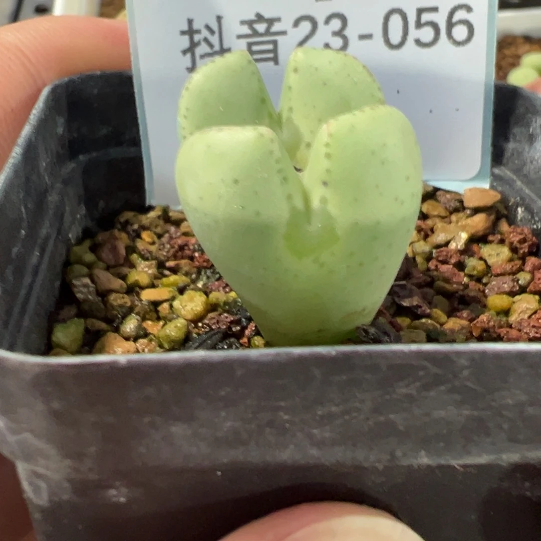 23-56肉锥多肉植物