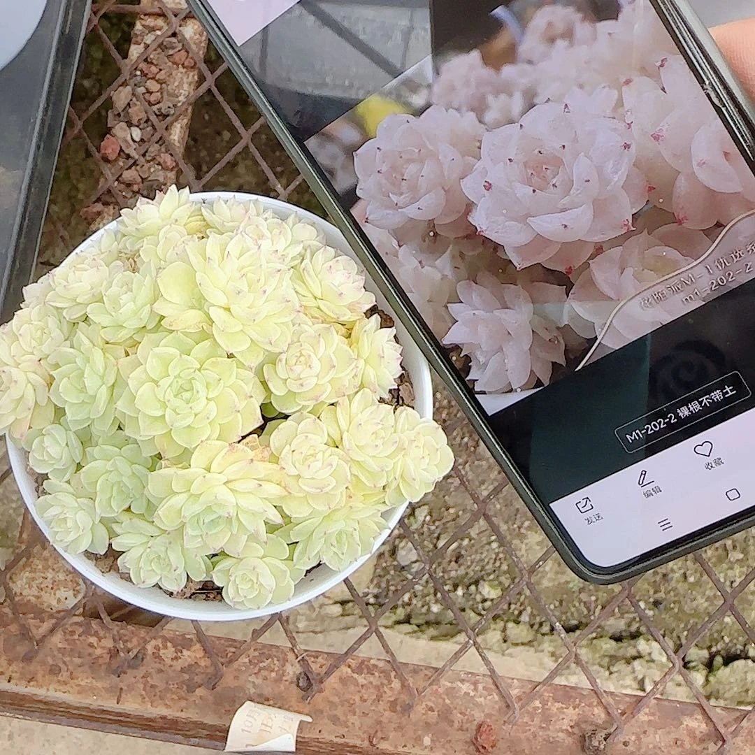 雪***子1123-80（m1-202-2）专拍