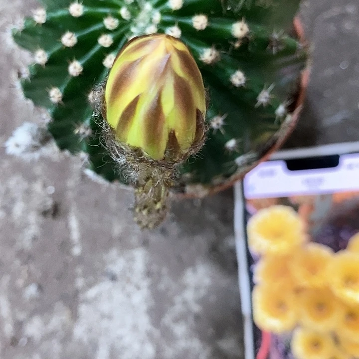 娇妹仙人球，5公分左右
