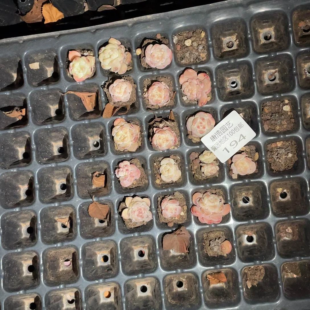 败*风花雪月一物一拍194