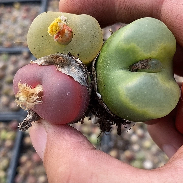 363红绿灯一组。