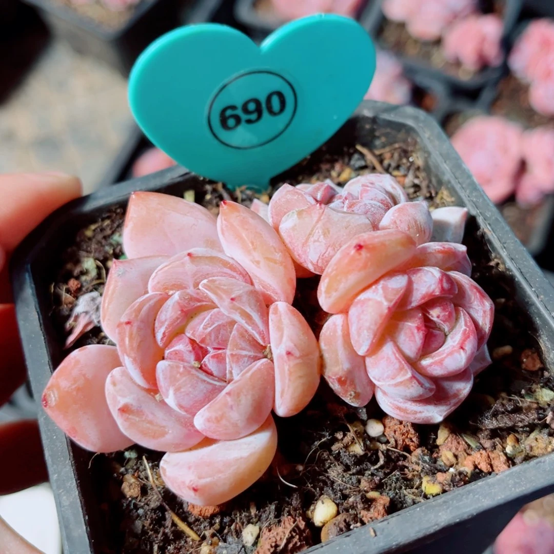 690号小老桩石榴籽星影群