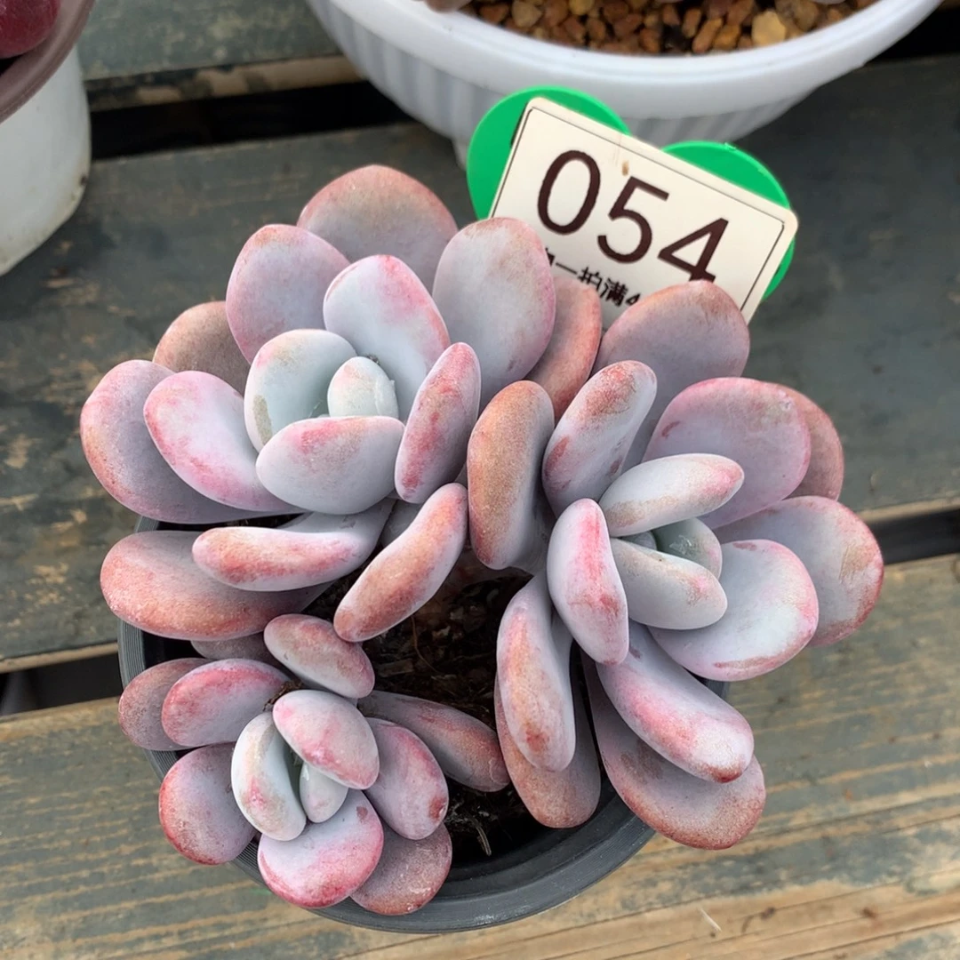 拉拉奶无砍平头054