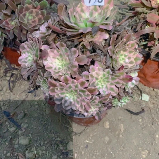 无花朵778多肉植物红铜白