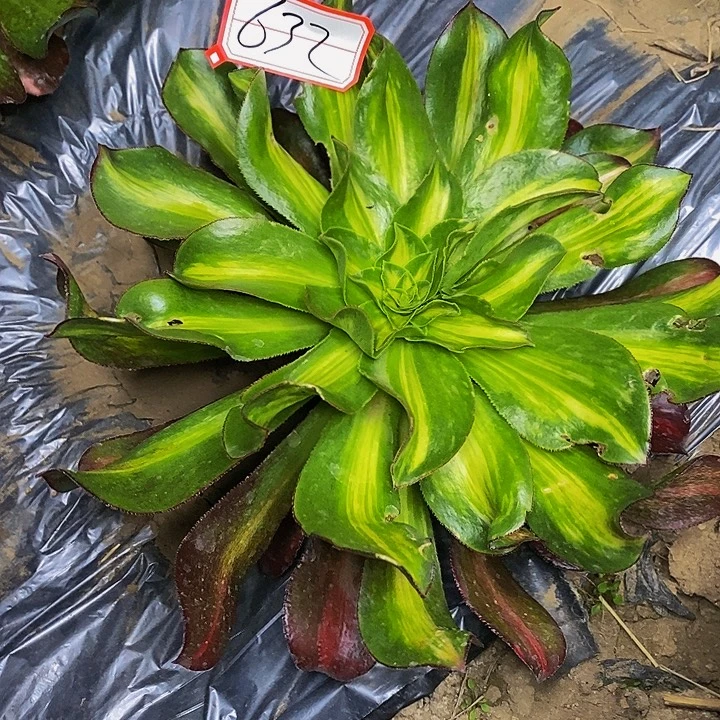 魅影中斑老桩632号