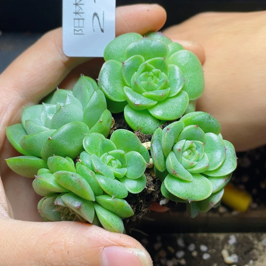 多肉植物多肉植物210