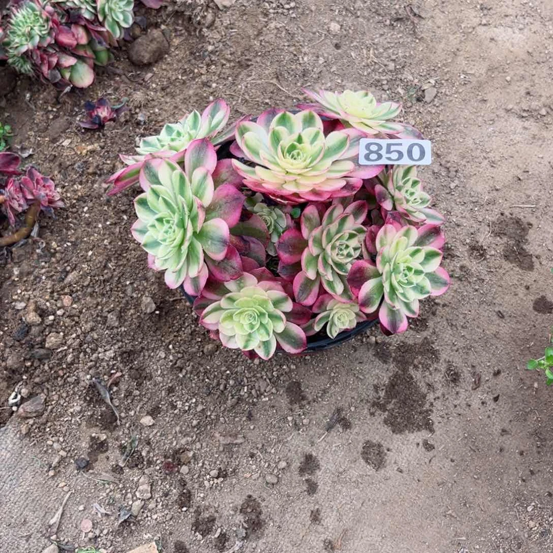 幻**光850倾城法师多肉植物