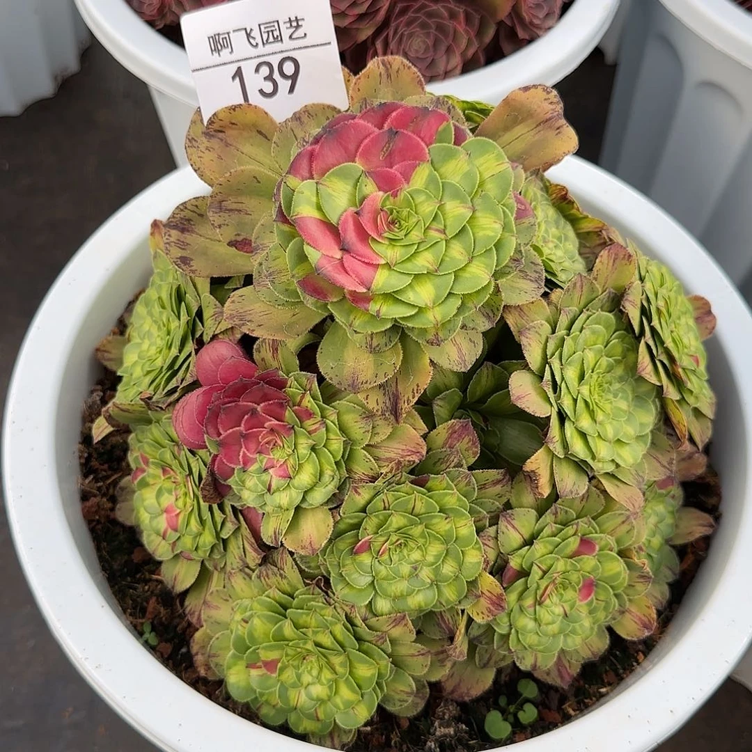 139多肉 知否福利 寄养