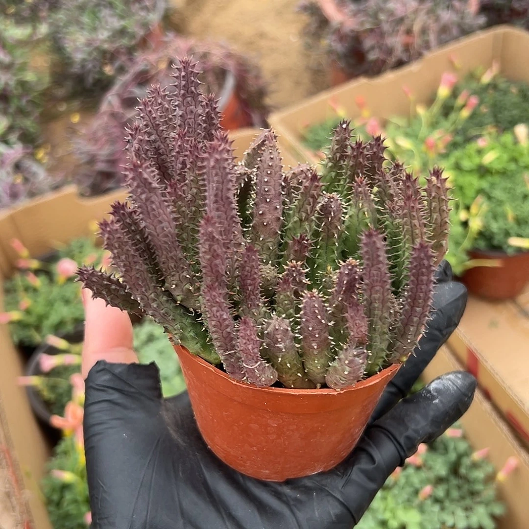 多肉植物多肉植物