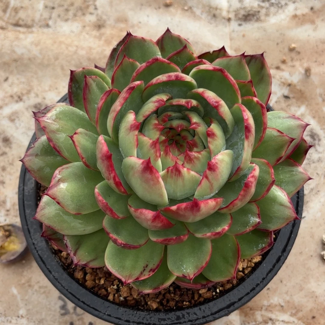 一个惊鸿非常非常非常的好看。