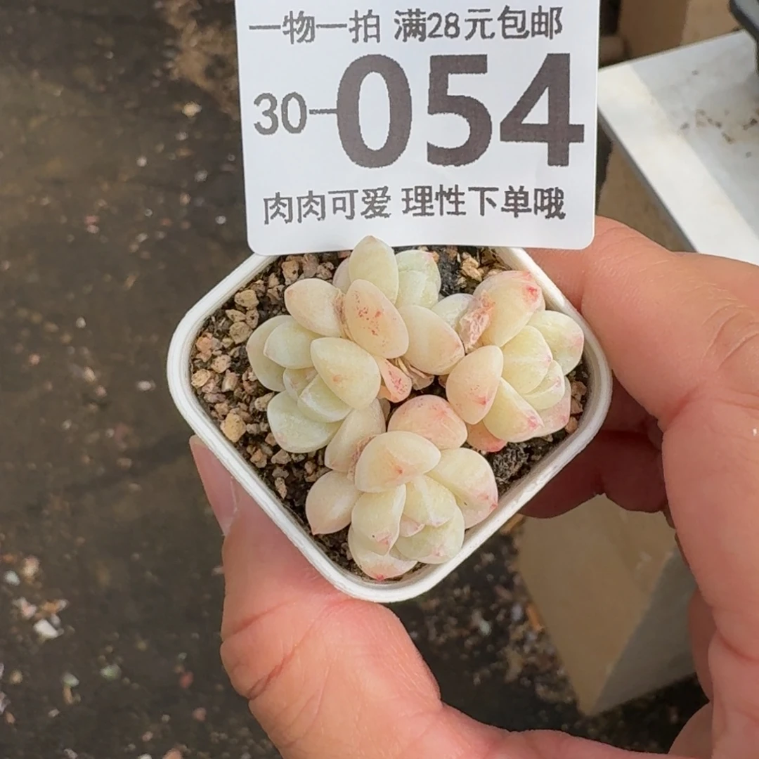 棒***）带盆土发货拇指冰玉