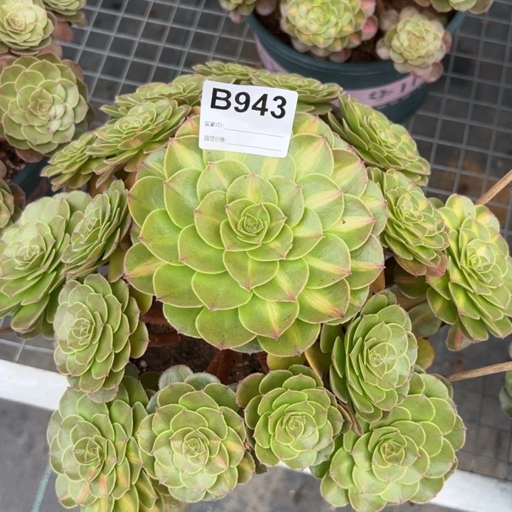 943抹茶26厘米左右