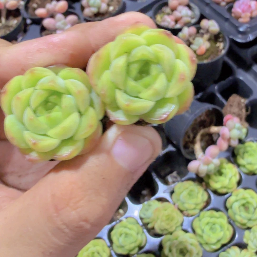 宝宝绿珍妮五颗一组