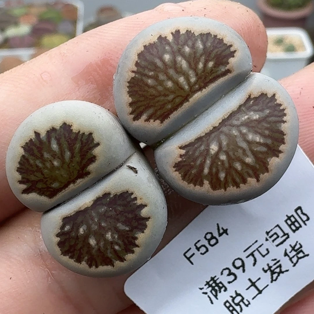 584多肉哈哈哈哈哈哈哈哈哈