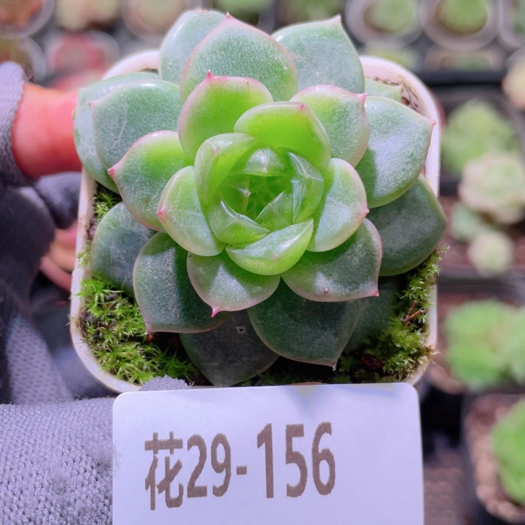 花利美29-156珍妮
