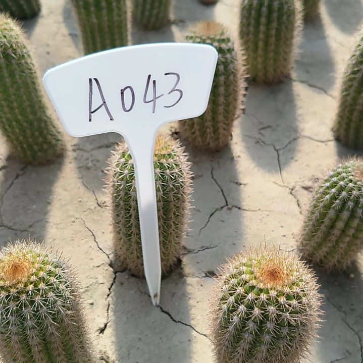 ?**我时光瑕疵无售后的