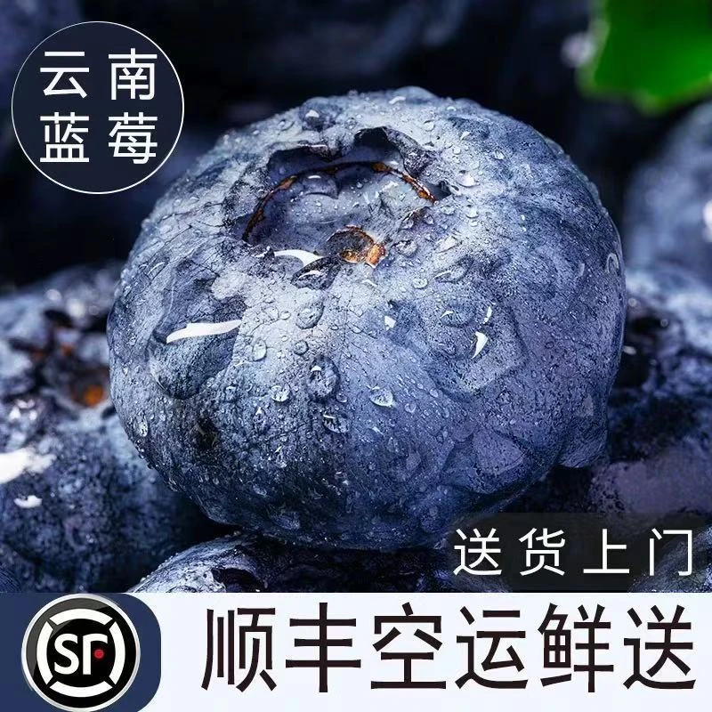云南花香蓝莓脆甜新鲜现摘顺丰空运巨无霸果 20＋mm