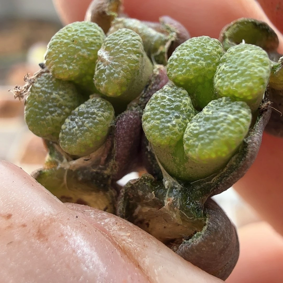 2.9.73/莉莉安泡泡勋章四头